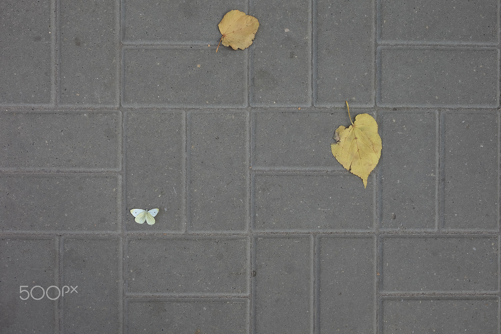 Fujifilm X-A1 sample photo. Autumn leaves and a butterfly on the sidewalk tile photography