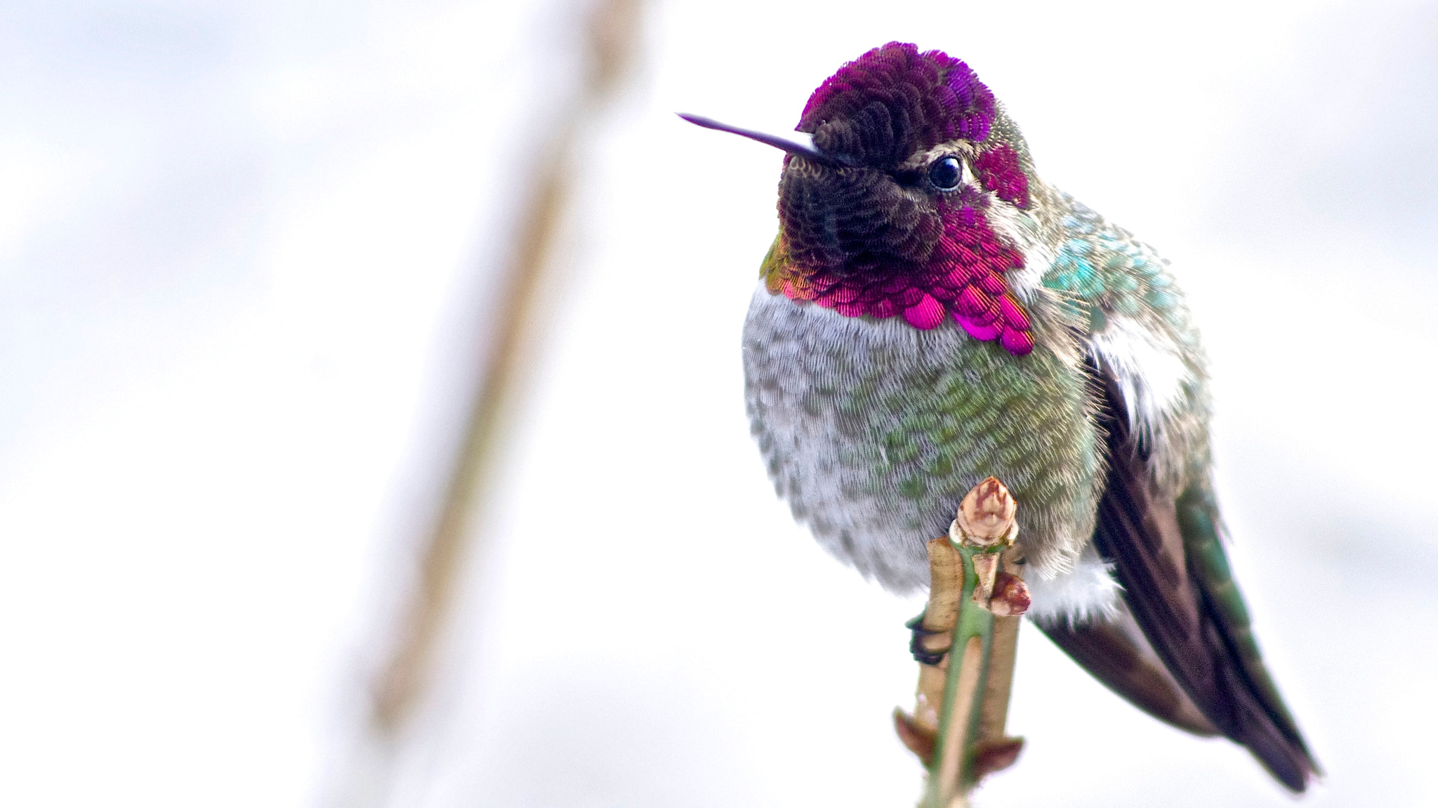 Pentax smc DA 55-300mm F4.0-5.8 ED sample photo. Pinkman photography