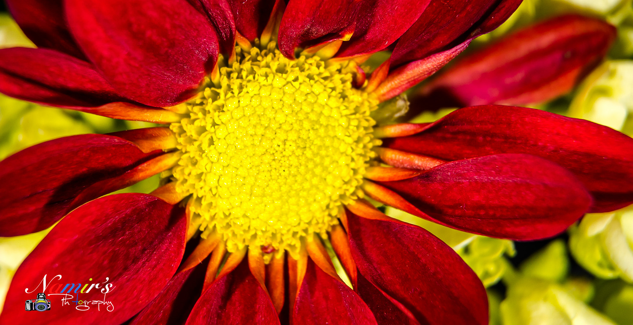 Nikon D500 sample photo. Colorful flower beauty photography