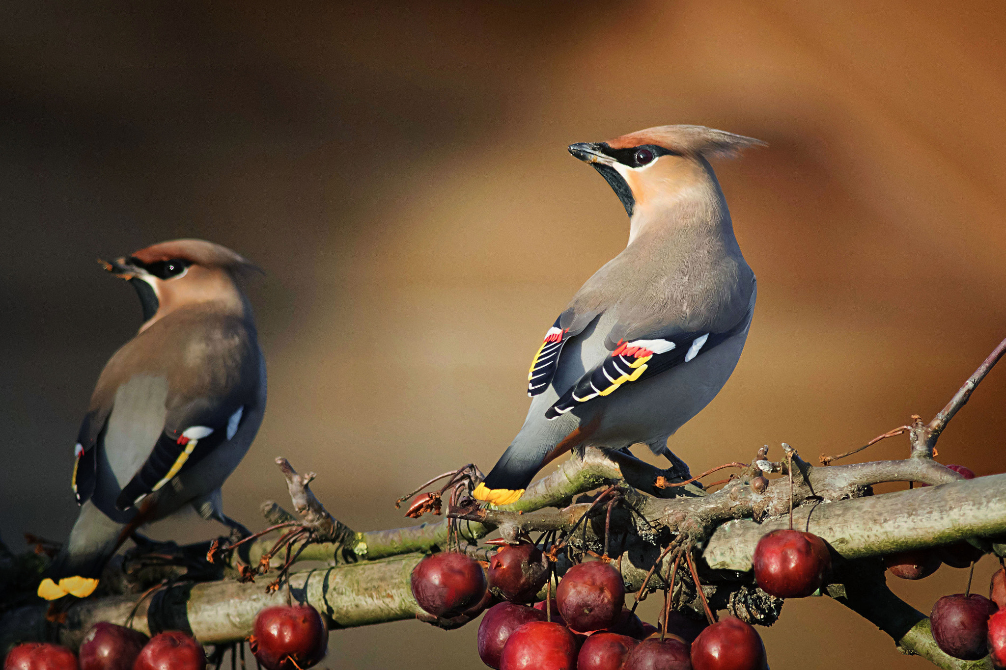 Canon EF 400mm F5.6L USM sample photo. Bohemian waxwings photography