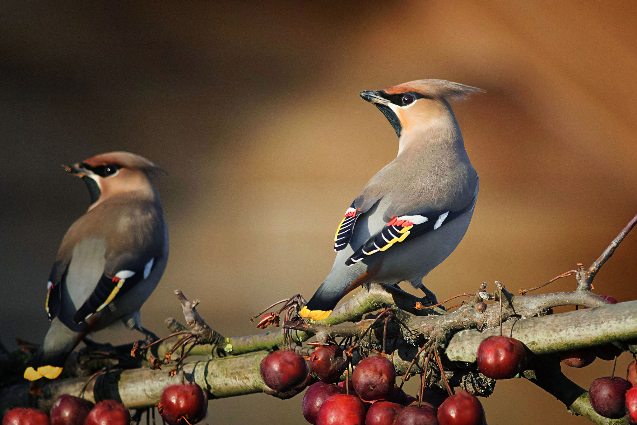 Canon EOS 7D Mark II sample photo. Bohemian waxwings photography