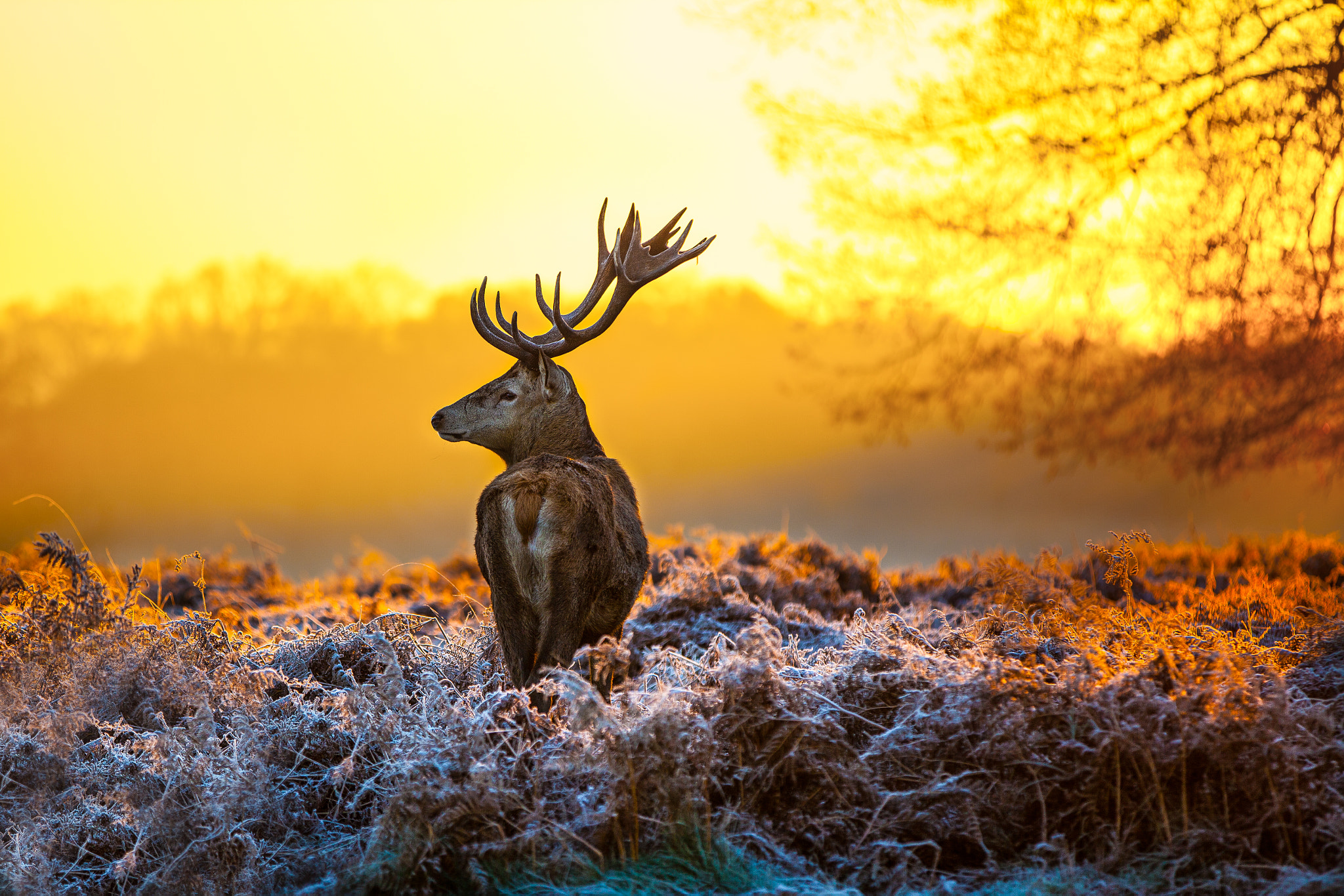 Red deer in morning sun by Arturas Kerdokas - Photo 19867305 / 500px