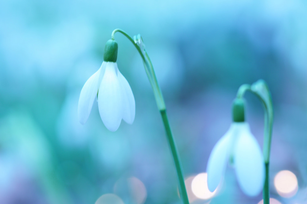 Sony ILCA-77M2 + Tamron SP AF 90mm F2.8 Di Macro sample photo. Snowdrops photography