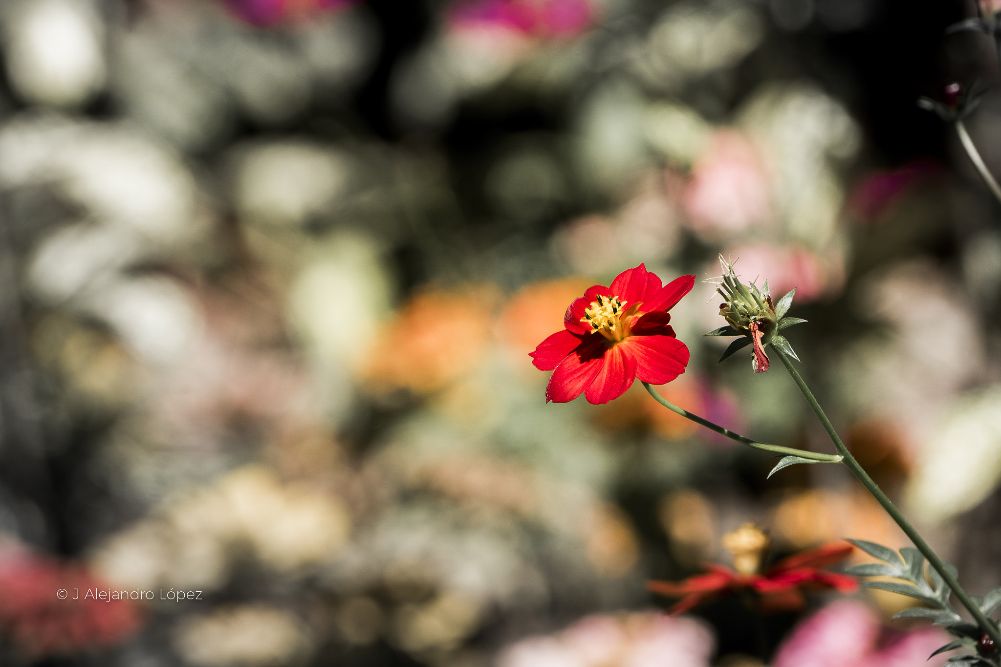 Sony a6300 + Sony E 55-210mm F4.5-6.3 OSS sample photo. Love the colors photography