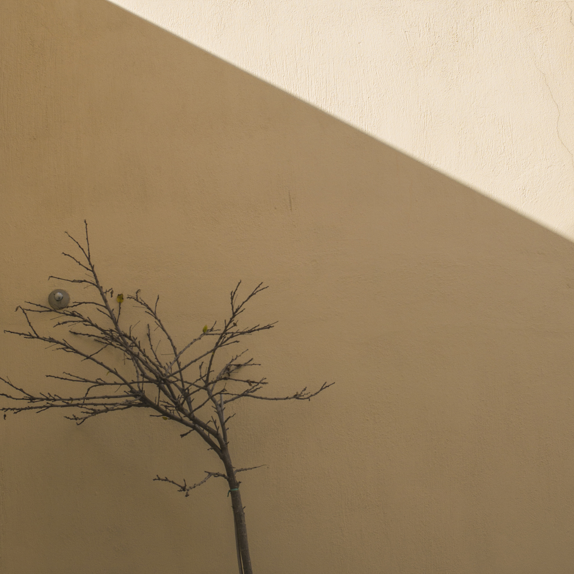 Summicron-M 1:2/35 ASPH. sample photo. 墙和小树 photography