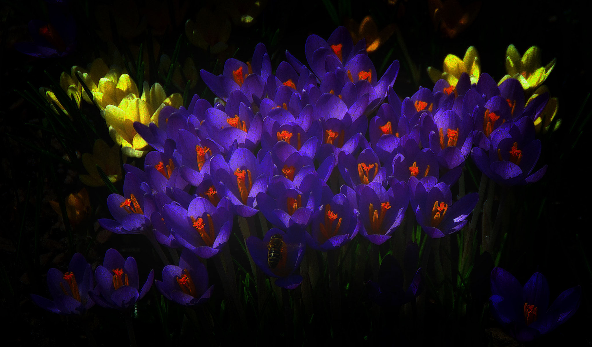Tamron AF 18-200mm F3.5-6.3 XR Di II LD Aspherical (IF) Macro sample photo. Purple me photography