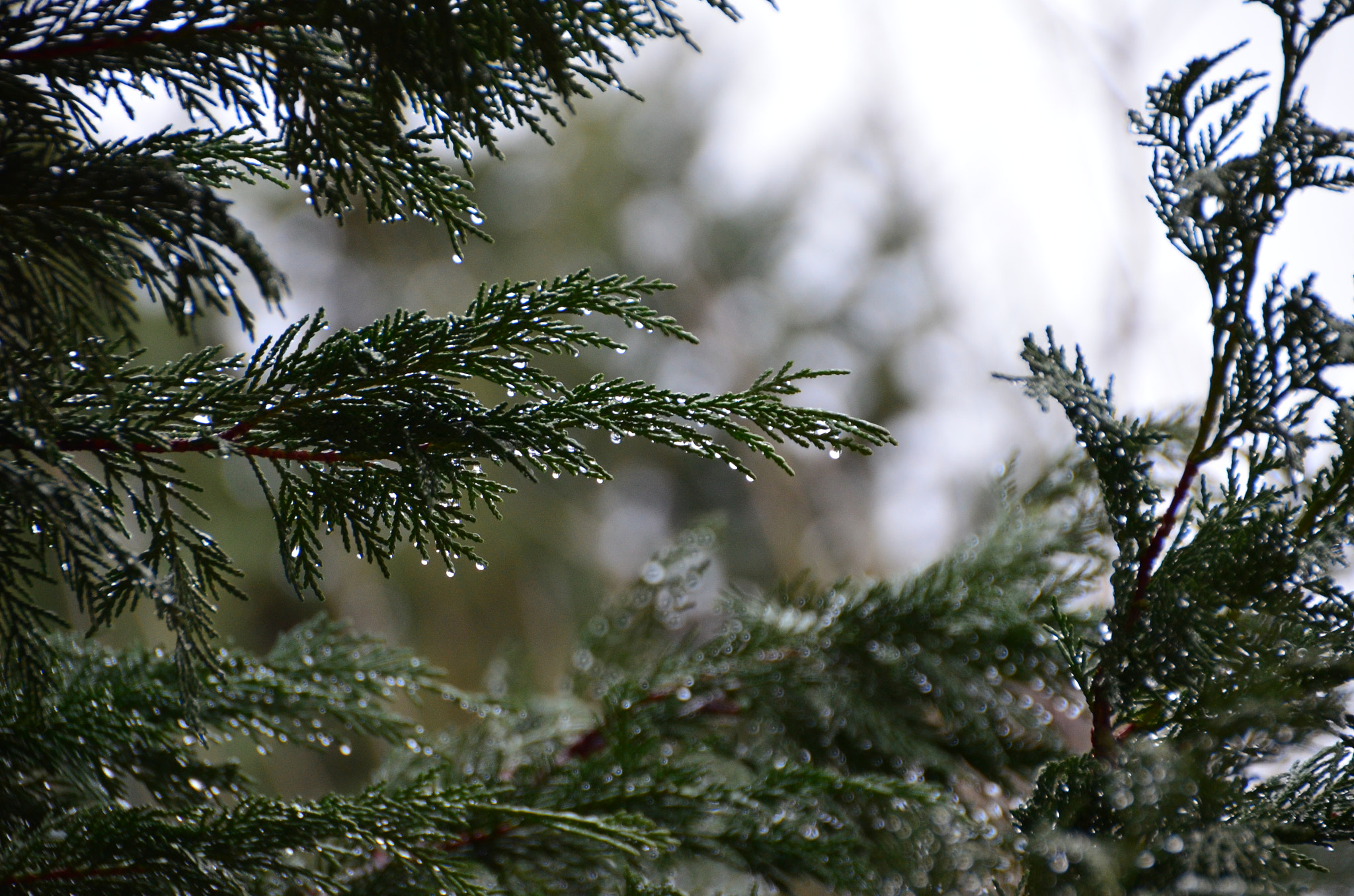 Nikon D5100 sample photo. Lluvia en getafe photography