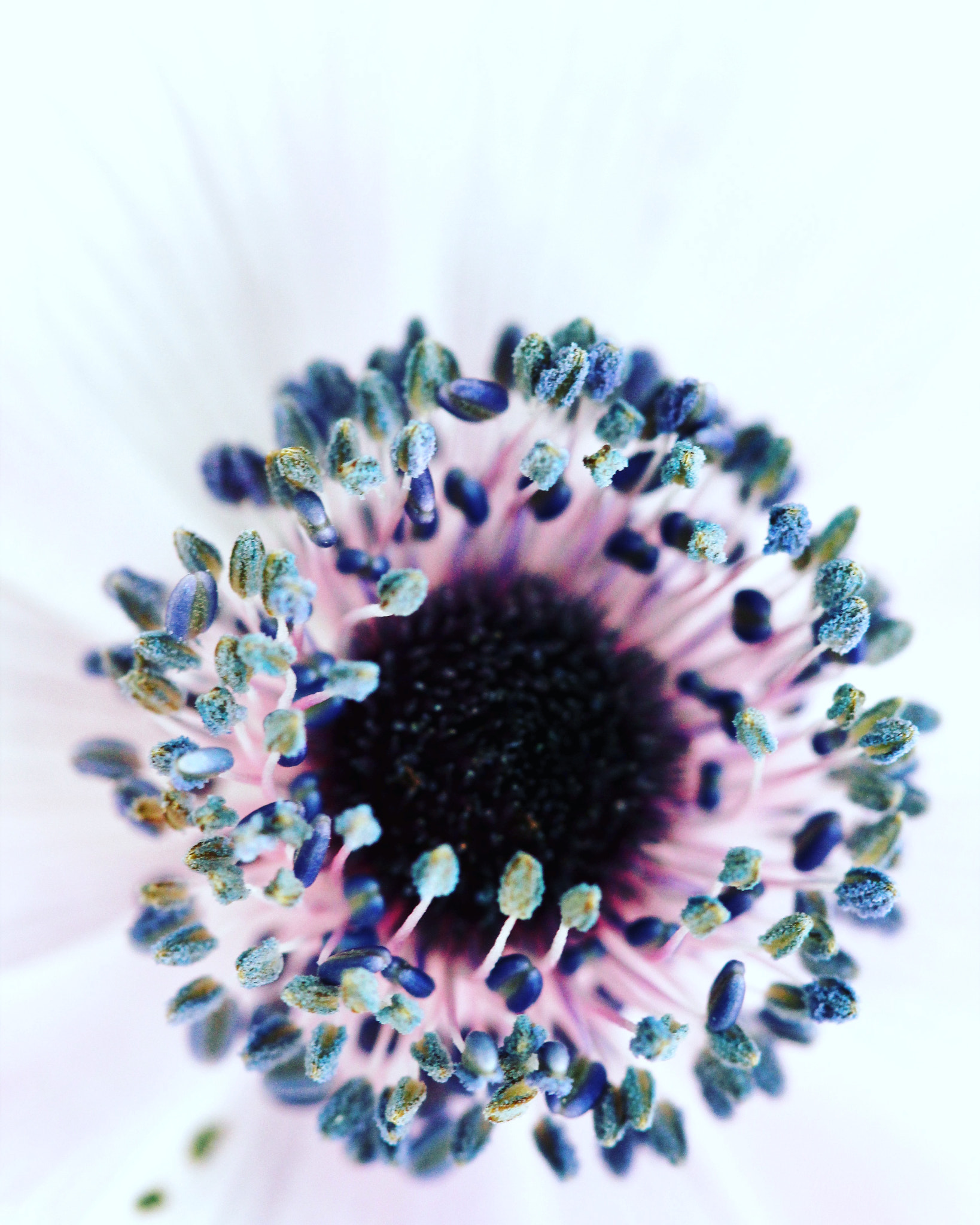 Canon EF 100mm F2.8 Macro USM sample photo. Spring is in the air photography