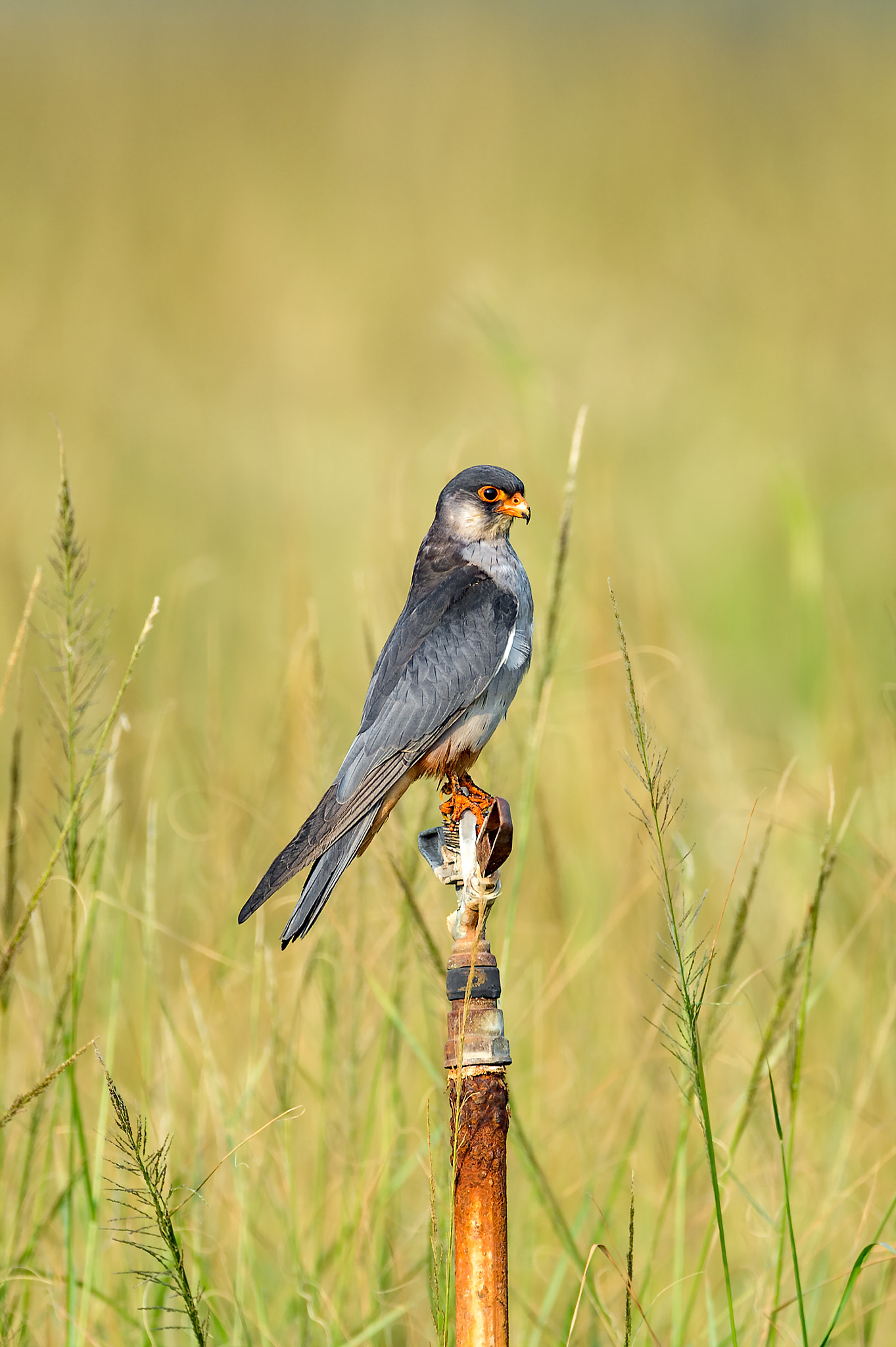 Nikon D4S sample photo. Amur falcon male, uae photography