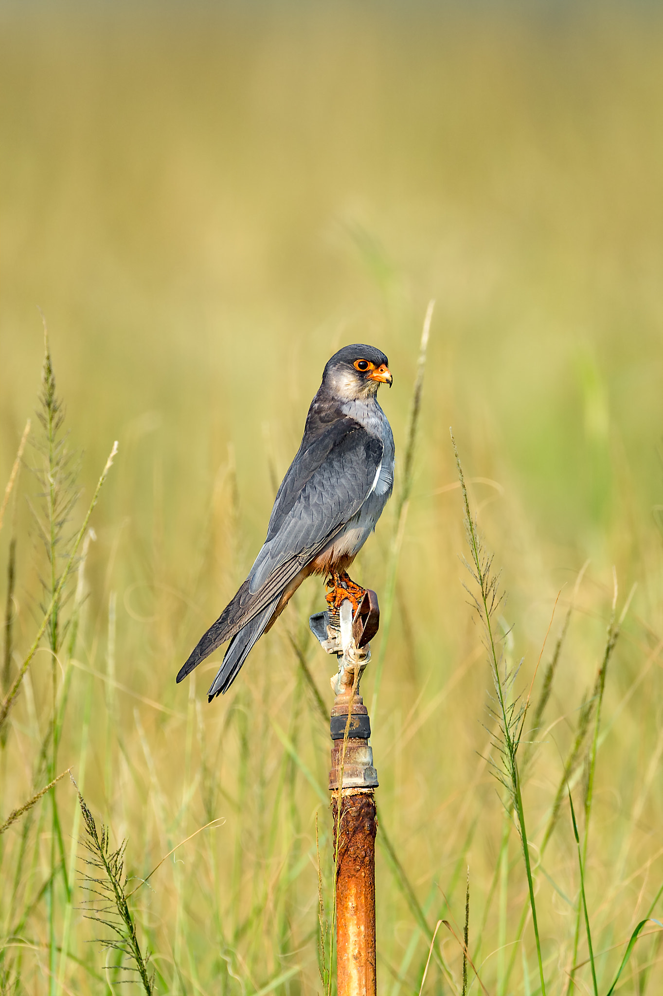 Nikon D4S + Nikon AF-S Nikkor 600mm F4E FL ED VR sample photo. Amur falcon male, uae photography