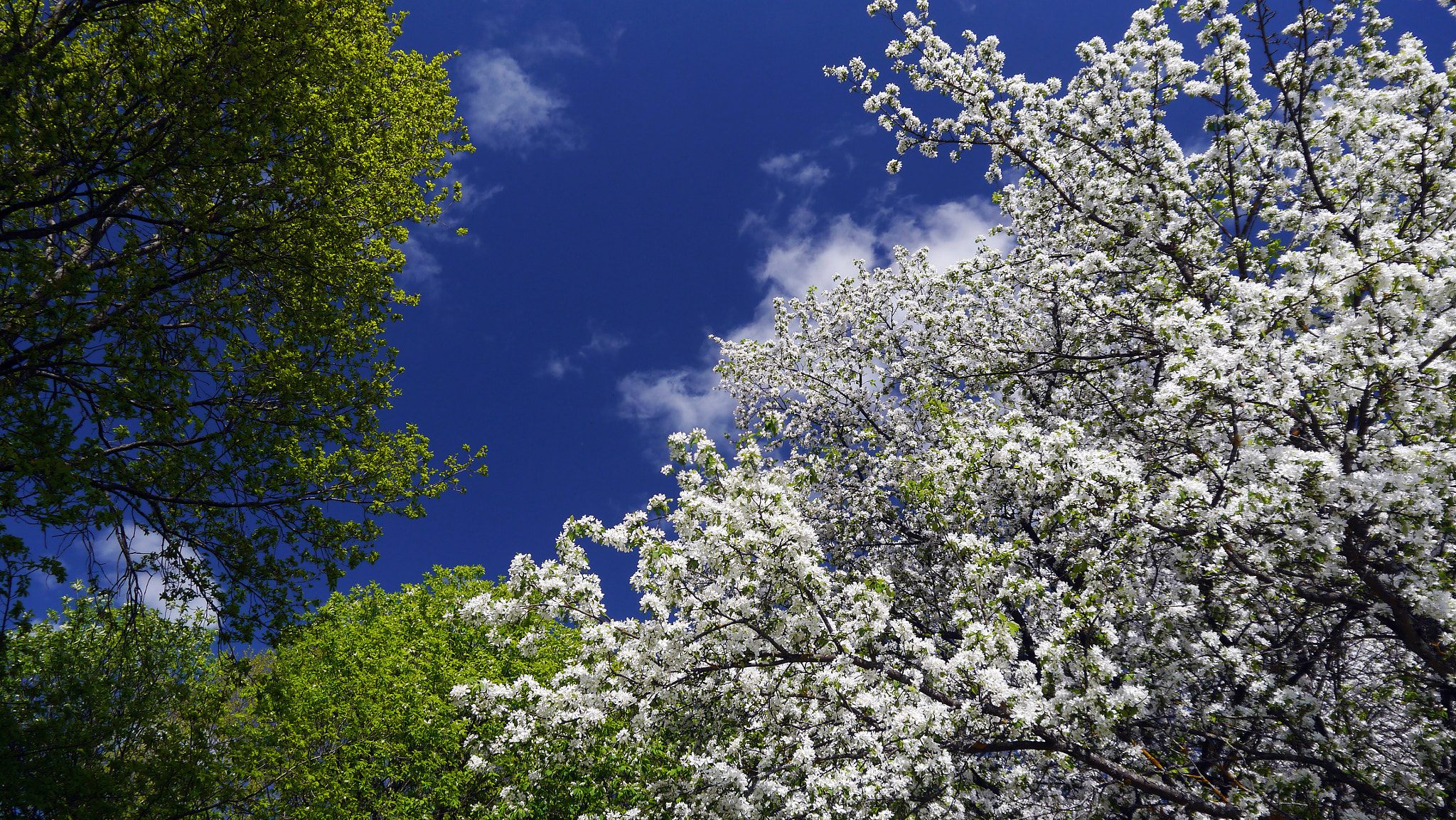 Panasonic Lumix DMC-G3 sample photo. Spring photography