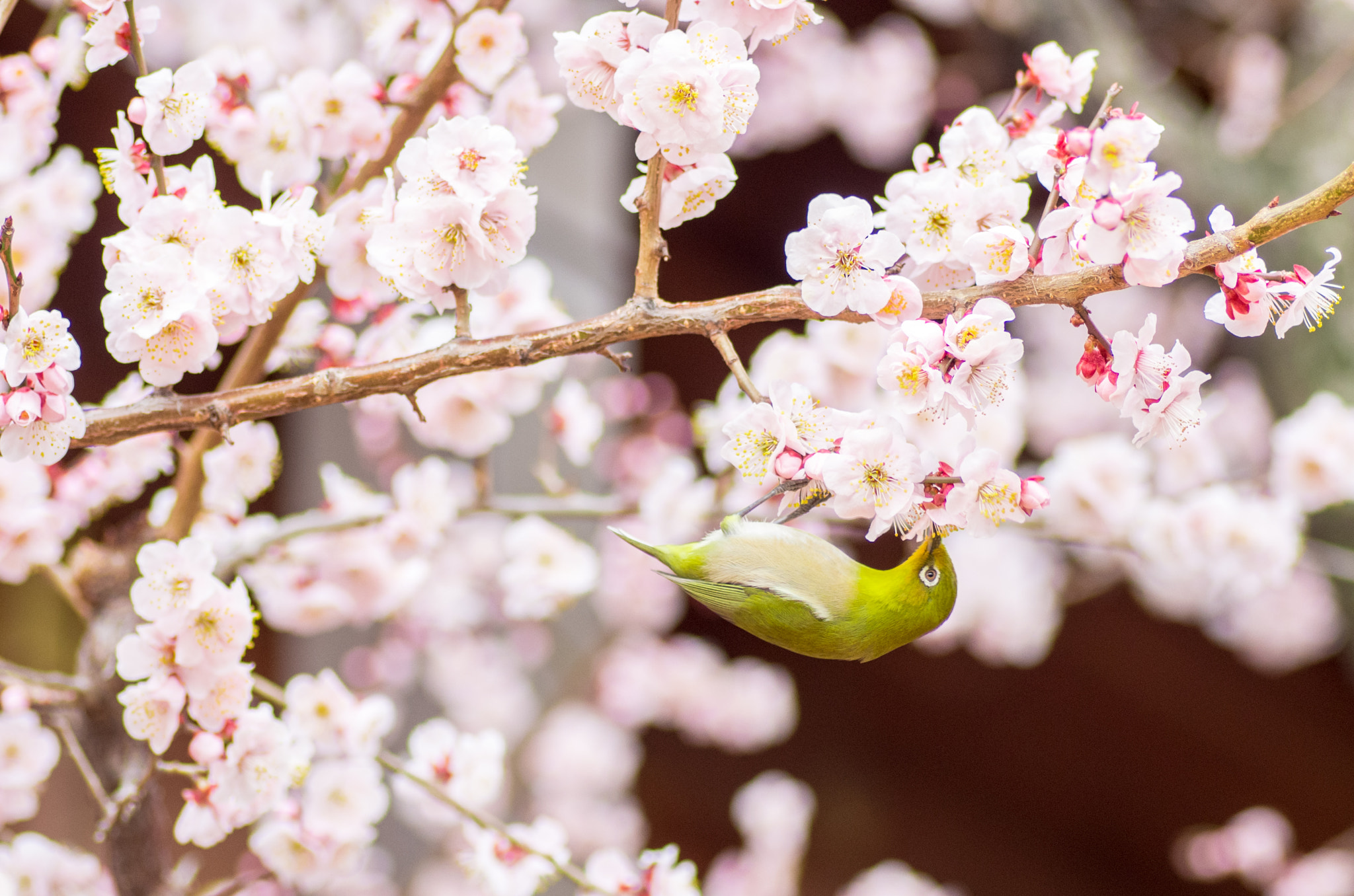 Tamron SP AF 90mm F2.8 Di Macro sample photo. Spring scent photography