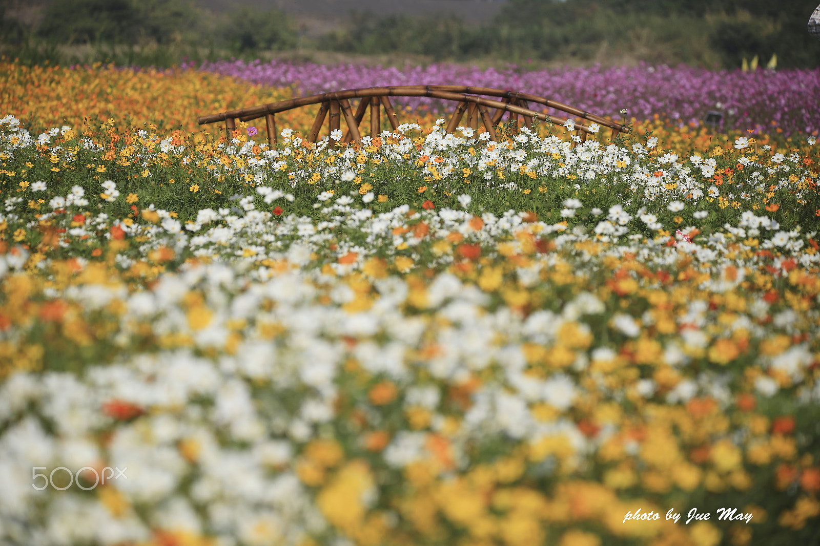 150-600mm F5-6.3 DG OS HSM | Contemporary 015 sample photo. 波斯菊花海 photography