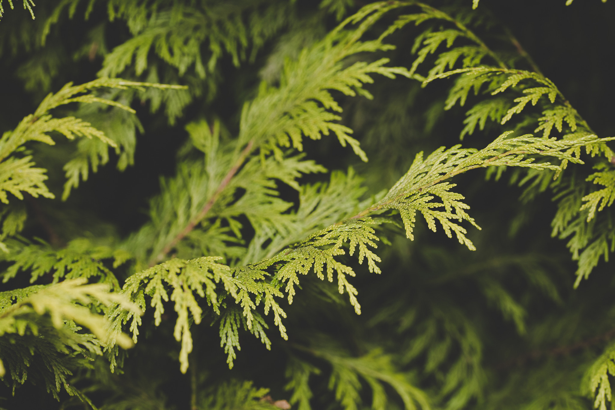 Sigma 105mm F2.8 EX DG OS HSM sample photo. Jan outd leylandii cypress photography