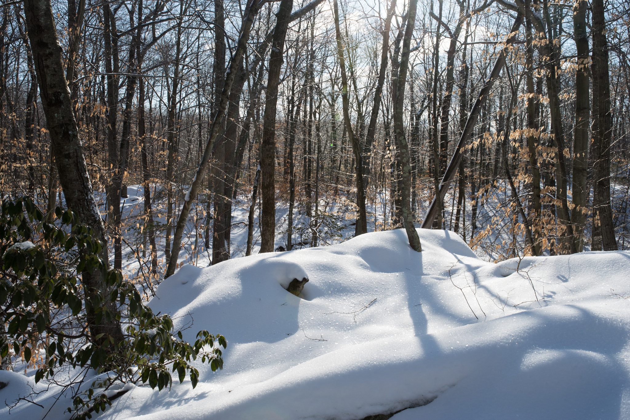 Pentax K-1 sample photo. Icy forest photography