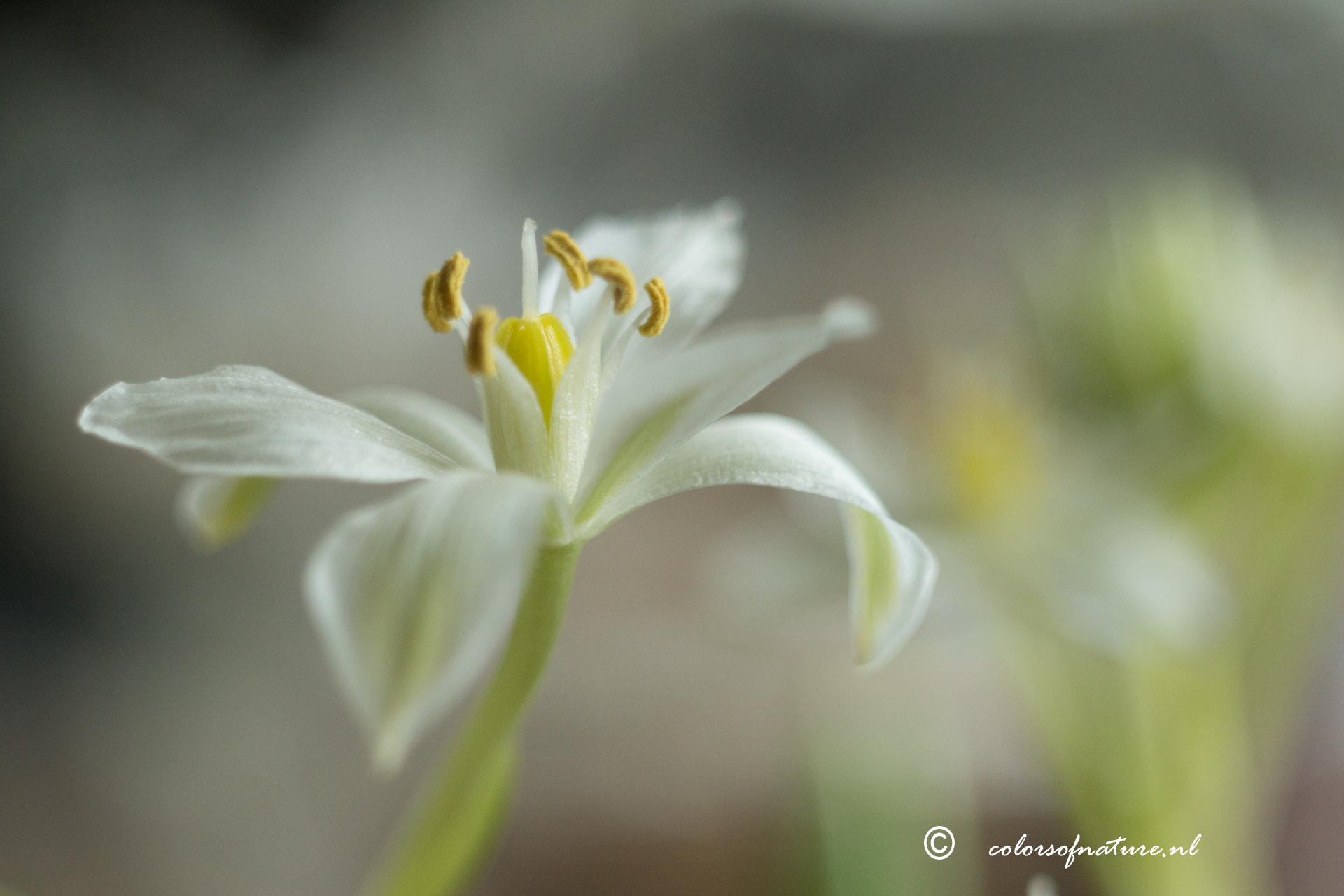 Canon EF 35-80mm f/4-5.6 sample photo. Romantic photography