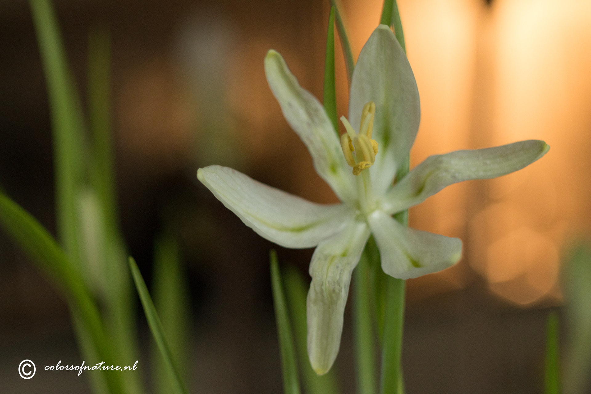 Canon EF 35-80mm f/4-5.6 sample photo. Kievitsbloem photography