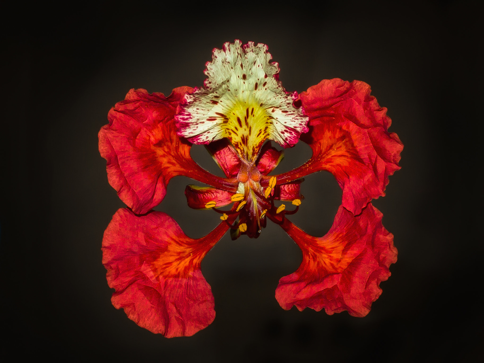 Olympus PEN E-P3 sample photo. Flor  de  flamboyan. photography
