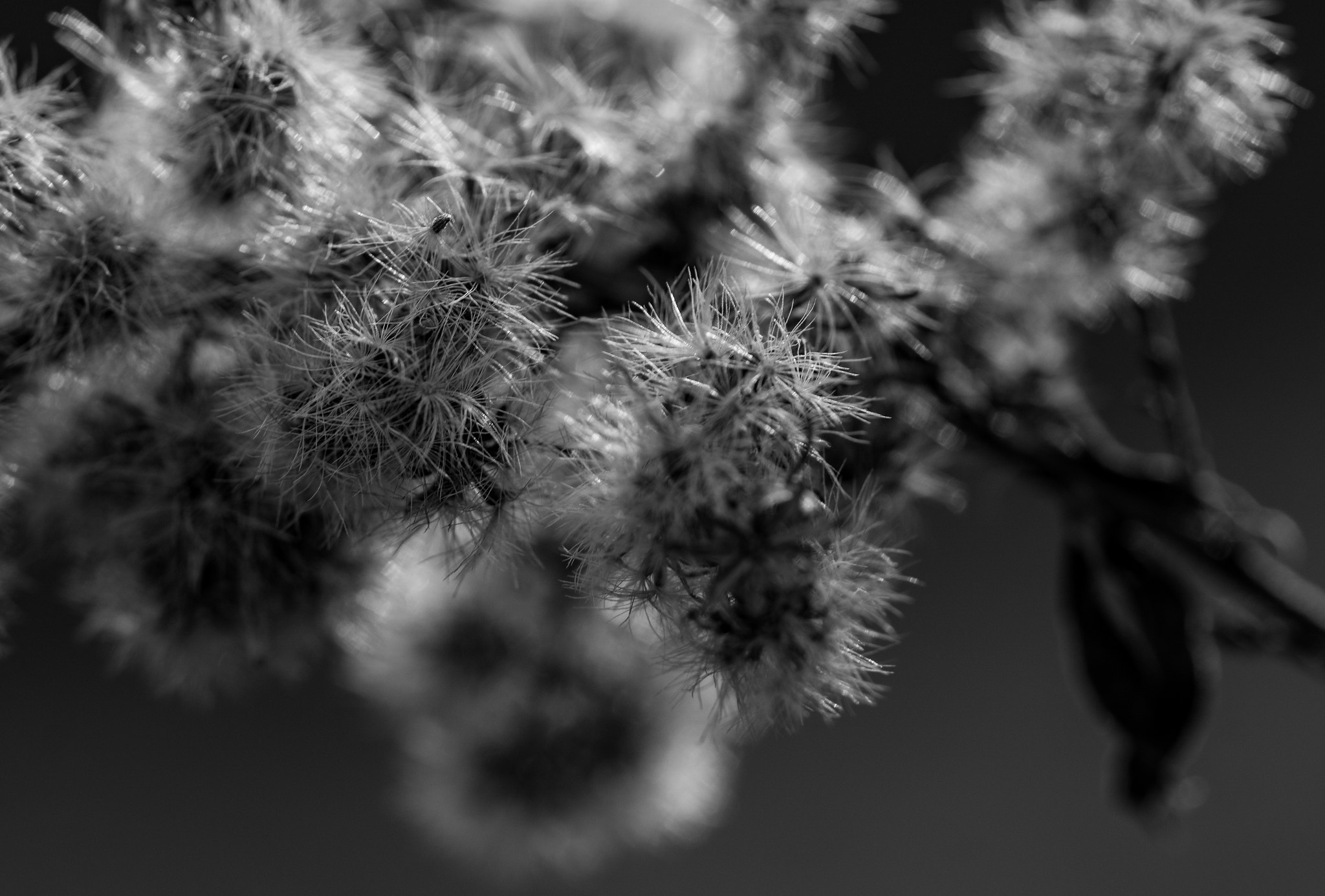 Sony a6000 + Sony FE 90mm F2.8 Macro G OSS sample photo