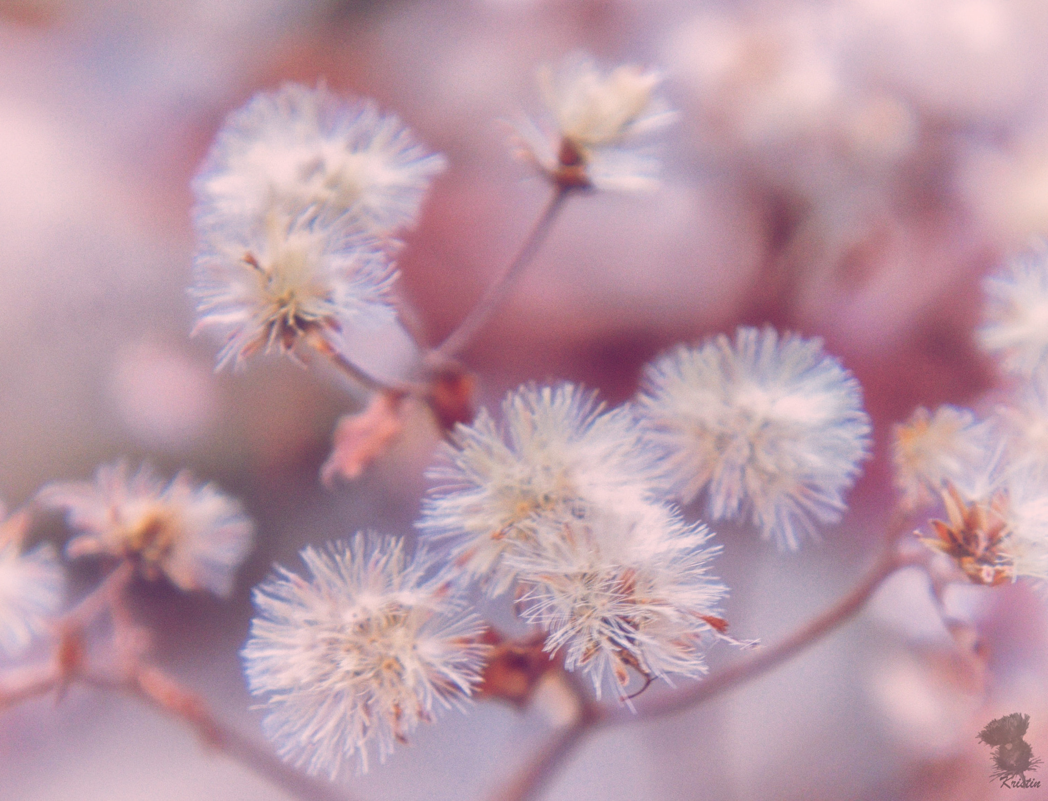 Sony E 18-55mm F3.5-5.6 OSS sample photo. Delicate photography