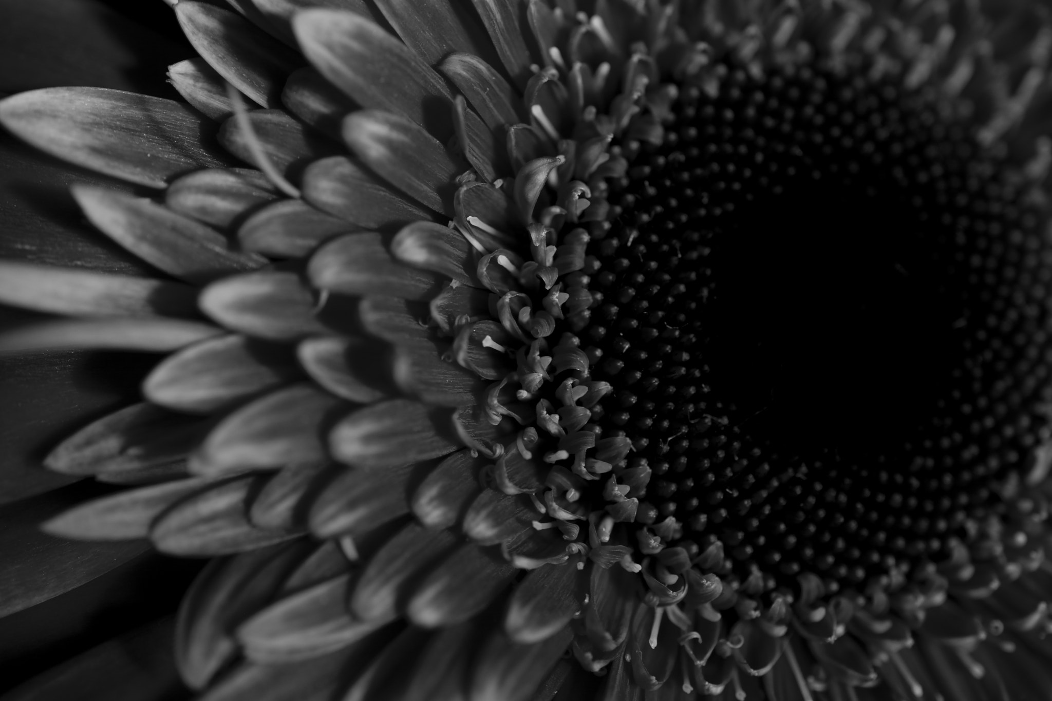 Nikon AF-S DX Micro Nikkor 40mm F2.8 sample photo. Dark flower photography