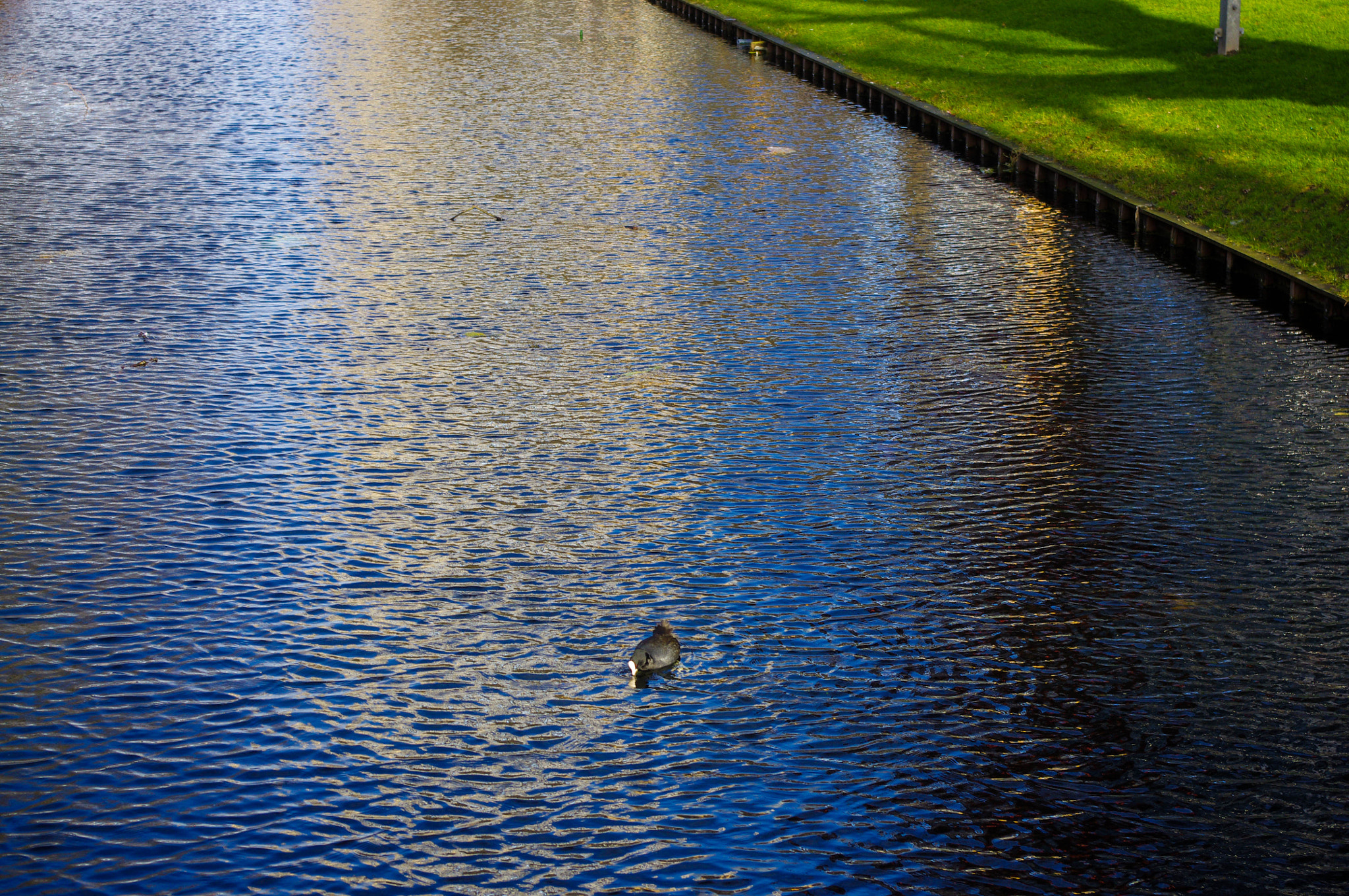 Pentax K-x sample photo. Duck photography