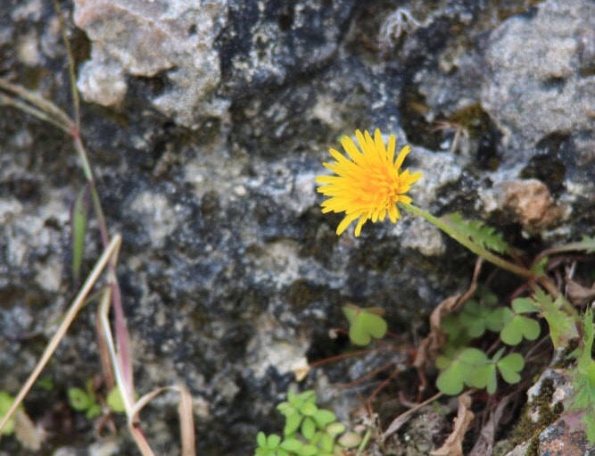 Canon EF 28-200mm F3.5-5.6 USM sample photo. Shuri castle   wall  of  flower photography