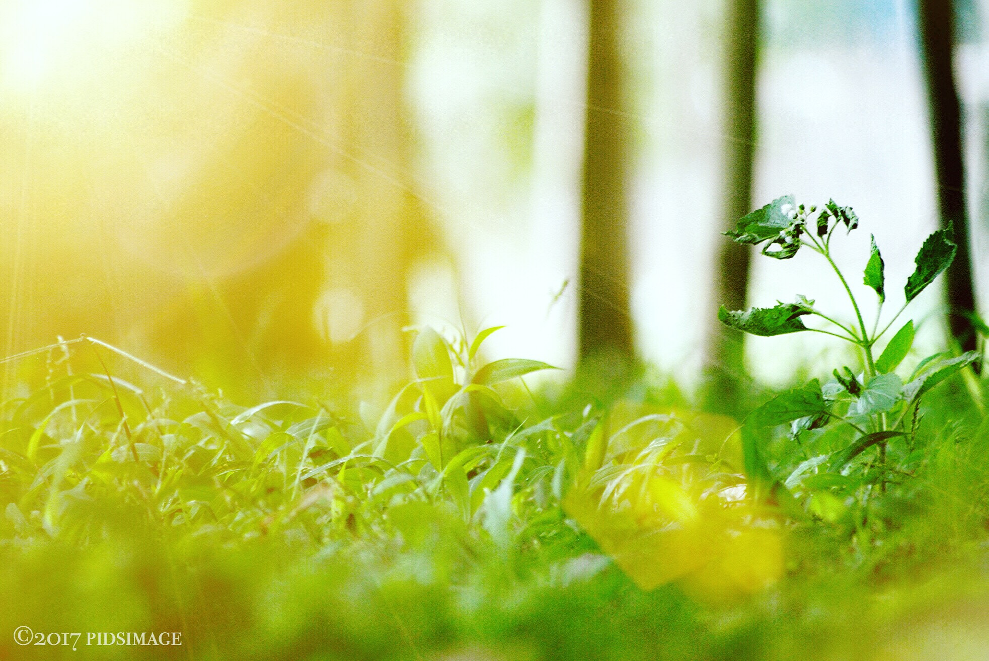 Nikon D3000 sample photo. Fresh morning photography