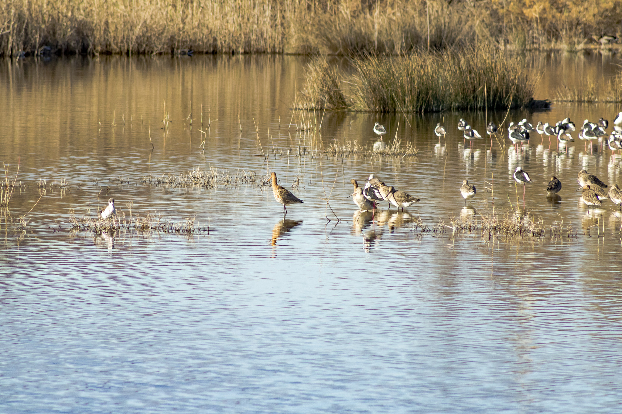 Canon EOS 760D (EOS Rebel T6s / EOS 8000D) + EF75-300mm f/4-5.6 sample photo. Racò de l'olla photography