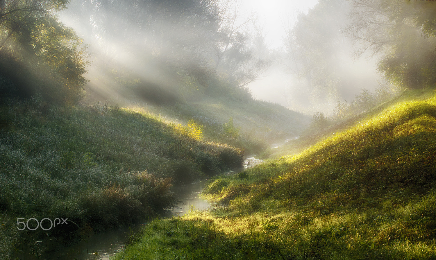 Sony ILCA-77M2 sample photo. Morning in the creek photography