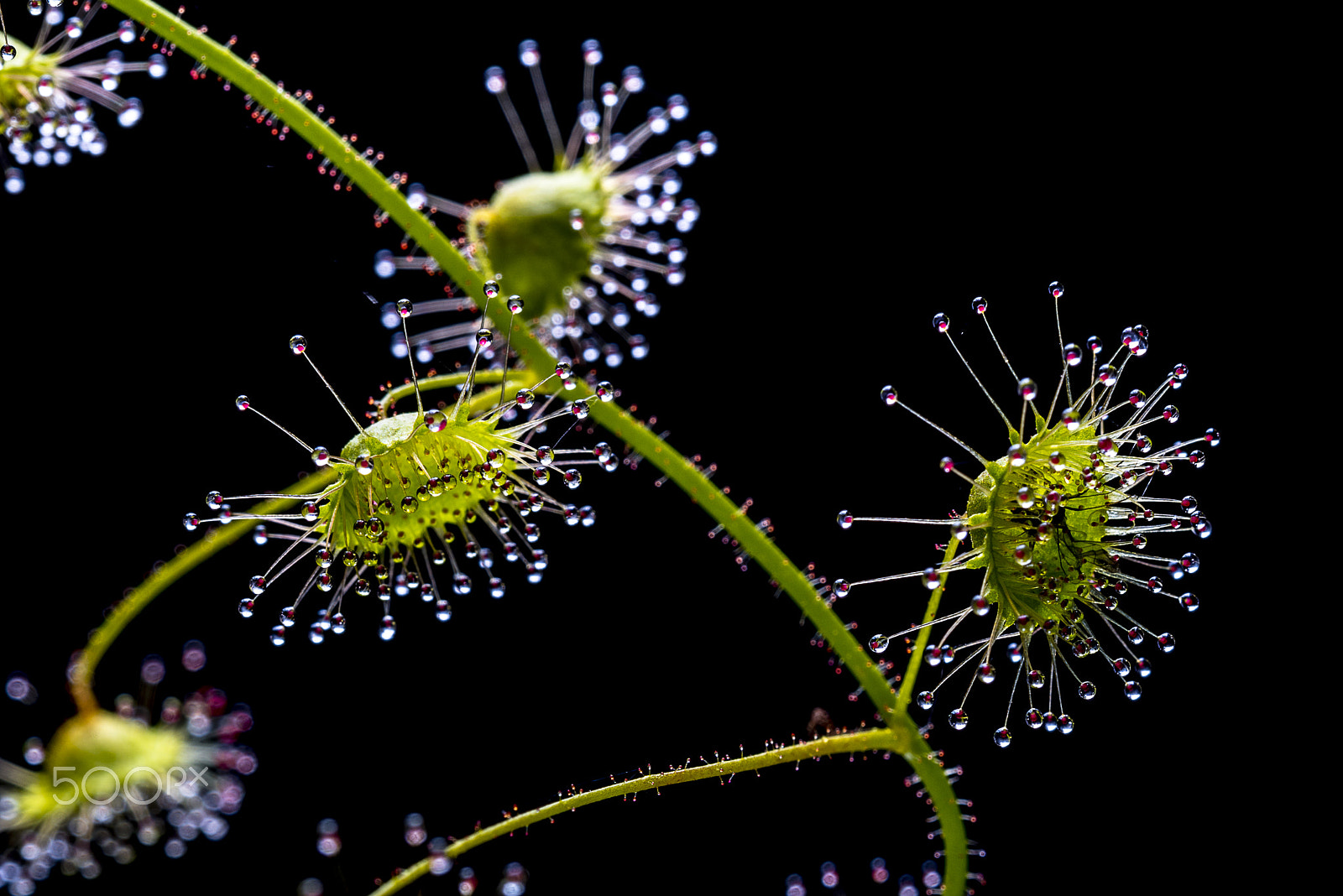 Nikon AF-S Micro-Nikkor 60mm F2.8G ED sample photo. Tiny leaves of a carnivorous plant, dorsera macrantha photography
