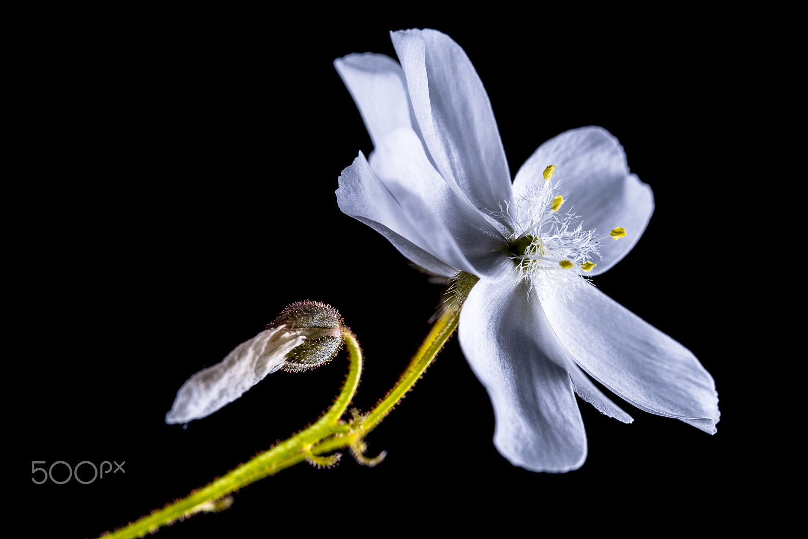 Nikon D800 sample photo. Flower of a carnivorous plant, drosera macrantha photography