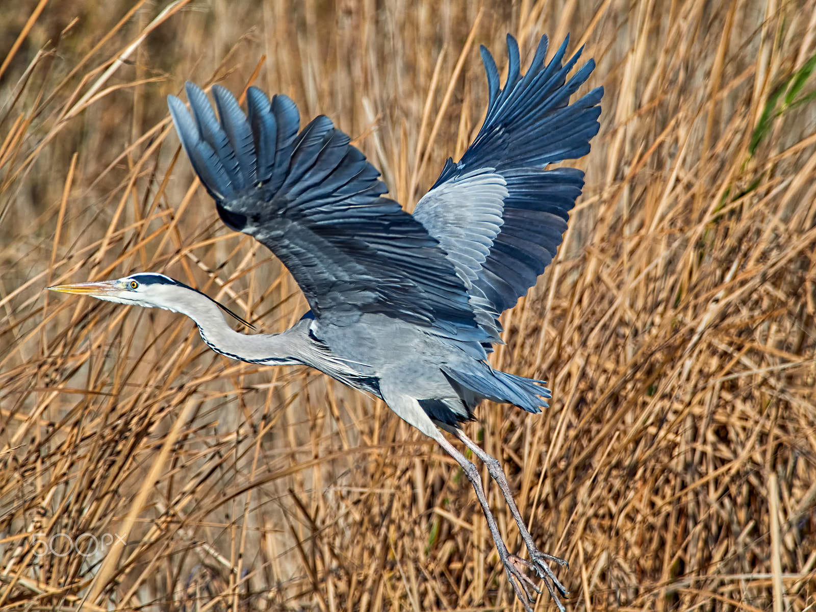 M.300mm F4.0 + MC-14 sample photo. Takeoff photography