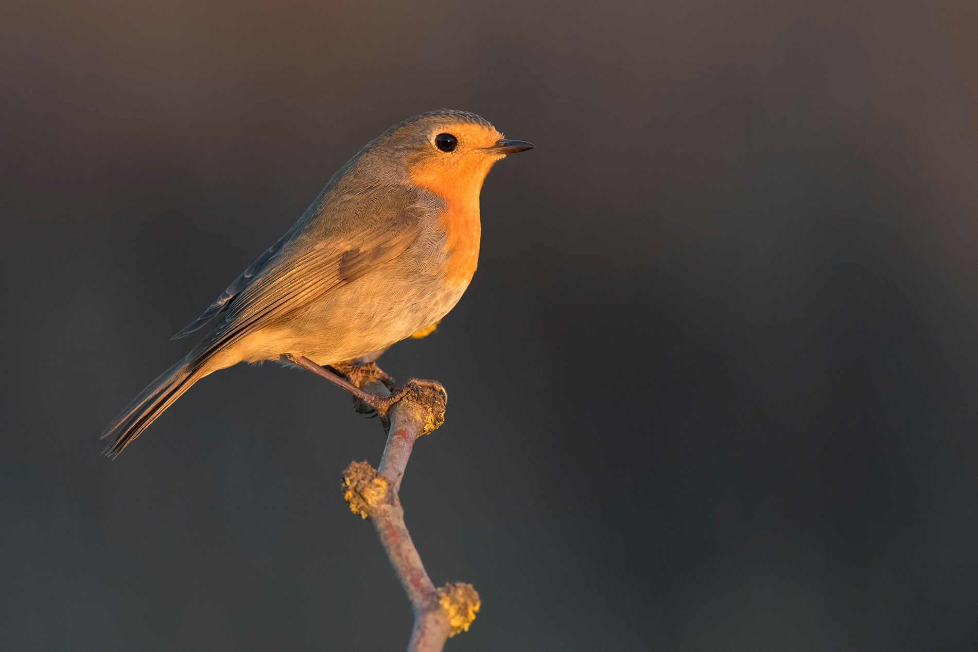 Nikon D810 sample photo. Robin- pettirosso photography