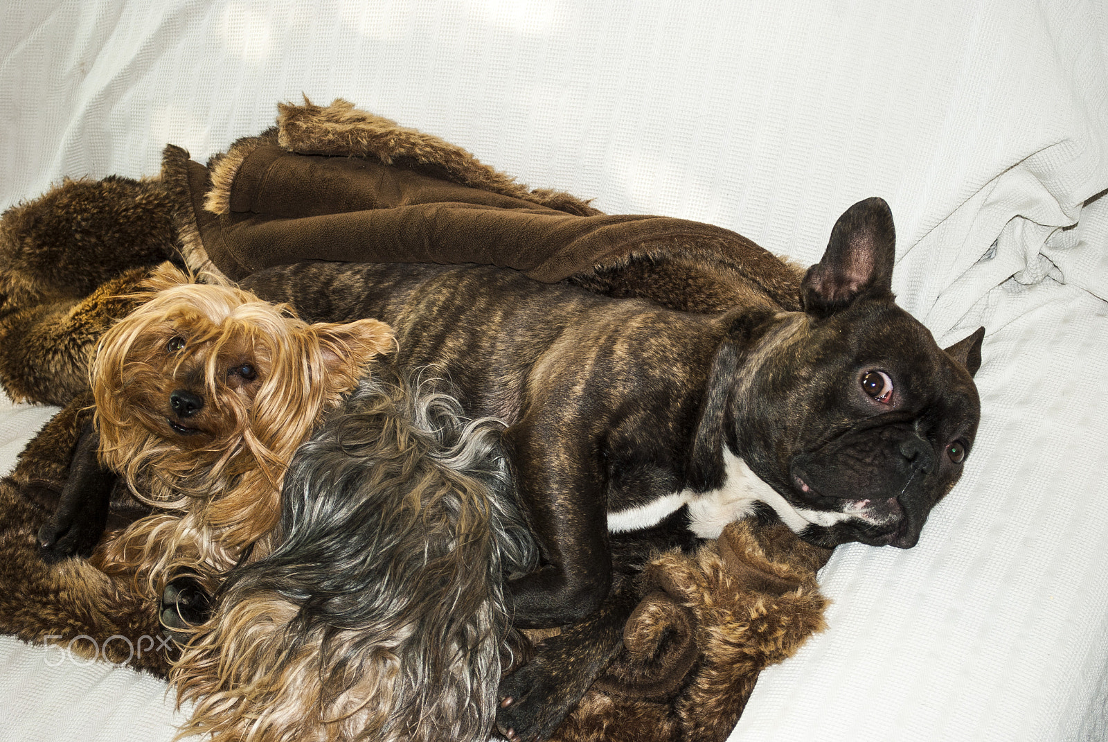 Nikon D40X sample photo. My dogs photography