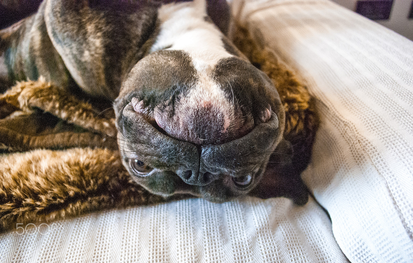 Nikon D40X sample photo. My dogs photography
