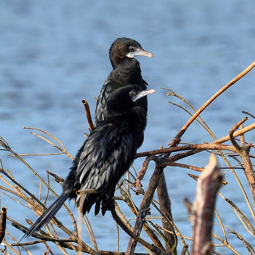 Nikon D300S sample photo. Cormorants in love photography