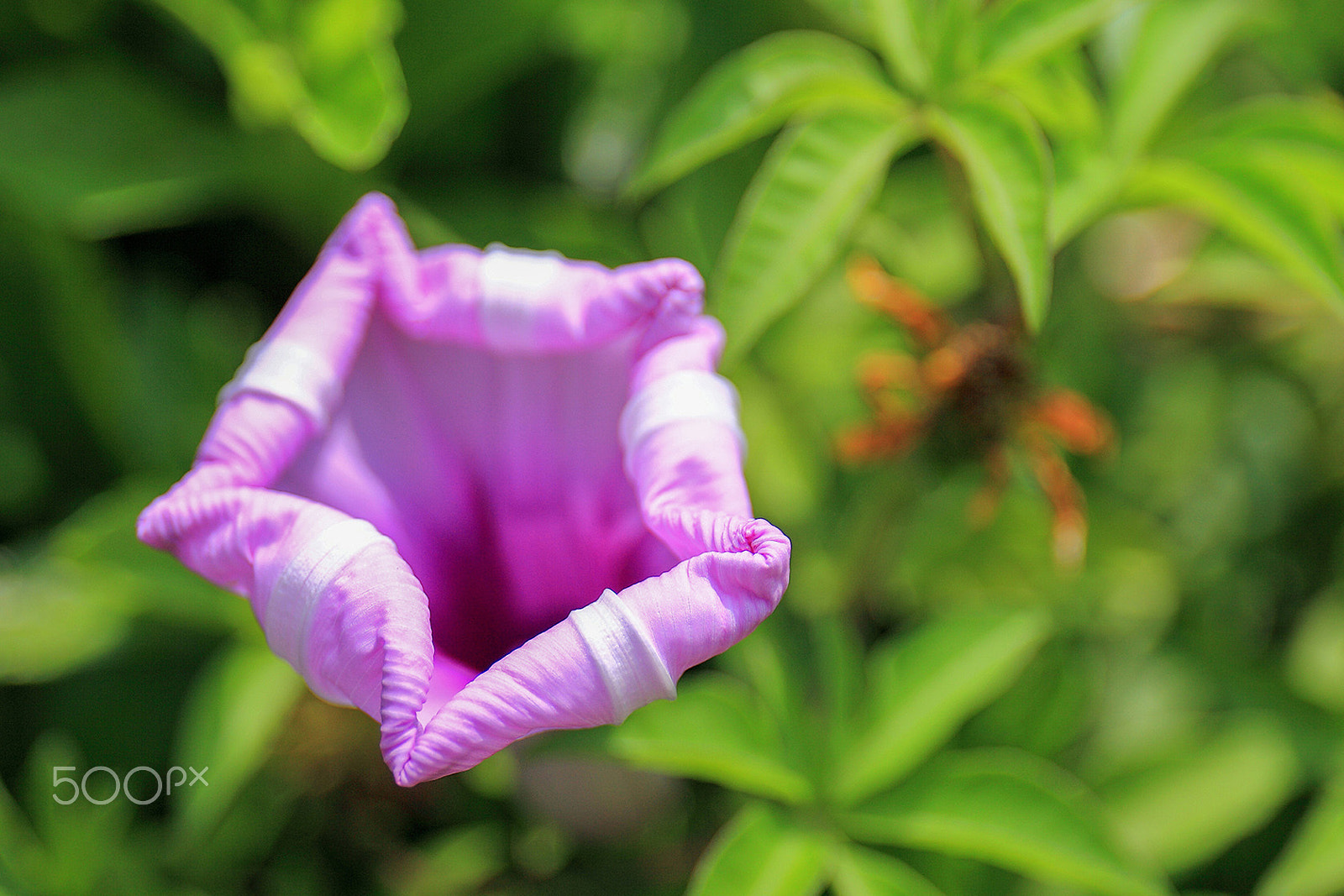 Canon EF 24-70mm F4L IS USM sample photo. Petunias photography