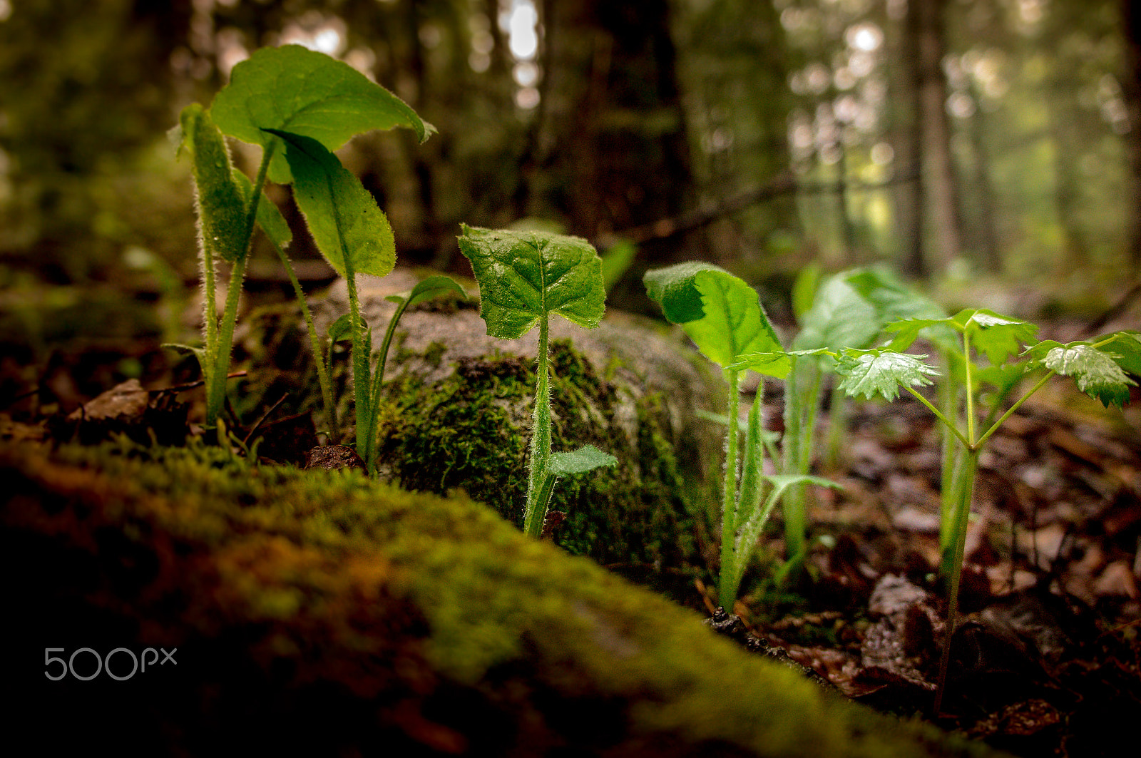 Sony Alpha NEX-C3 + Sony E 18-55mm F3.5-5.6 OSS sample photo. Spring sprouts photography