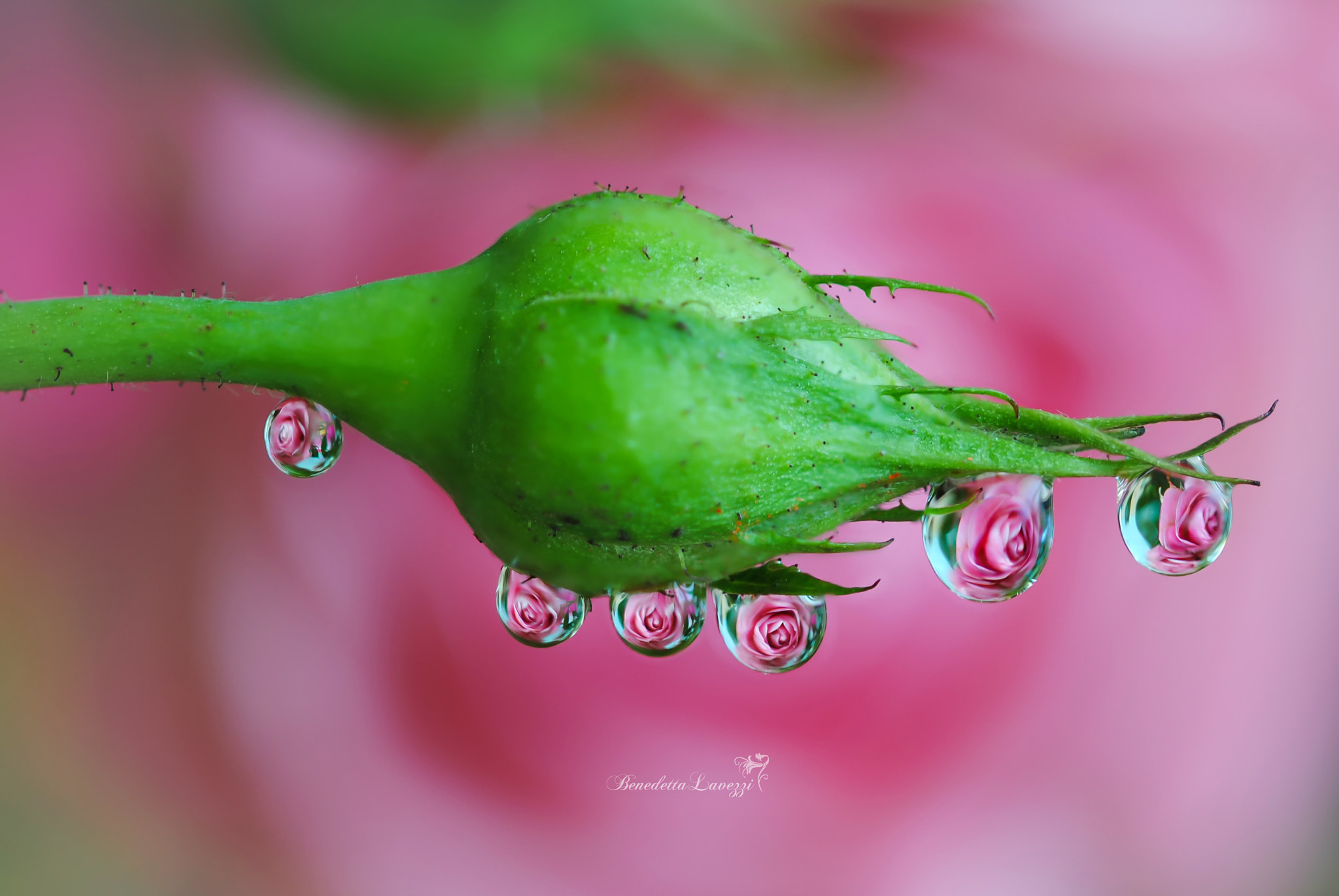Sigma 105mm F2.8 EX DG OS HSM sample photo. The future in a drop photography