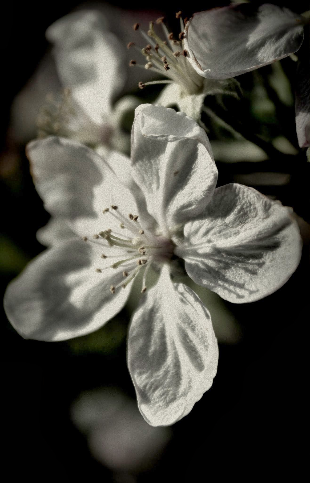 Nikon D5000 + Sigma 17-70mm F2.8-4 DC Macro OS HSM sample photo. Fiore melo photography