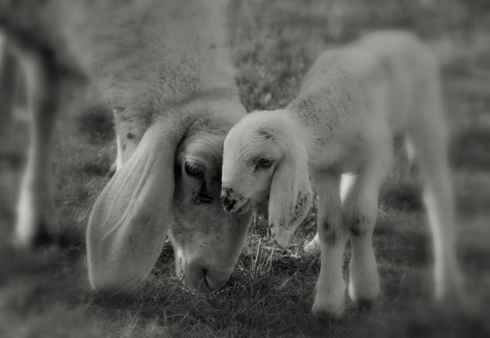 Nikon D5000 + Sigma 17-70mm F2.8-4 DC Macro OS HSM sample photo. Sheep photography