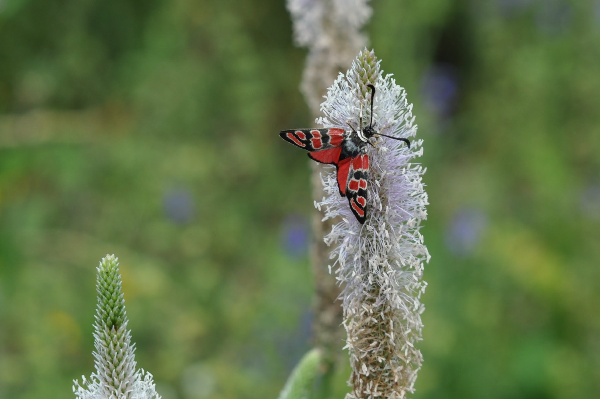 Nikon D5000 + Sigma 70-200mm F2.8 EX DG Macro HSM II sample photo. Dsc photography