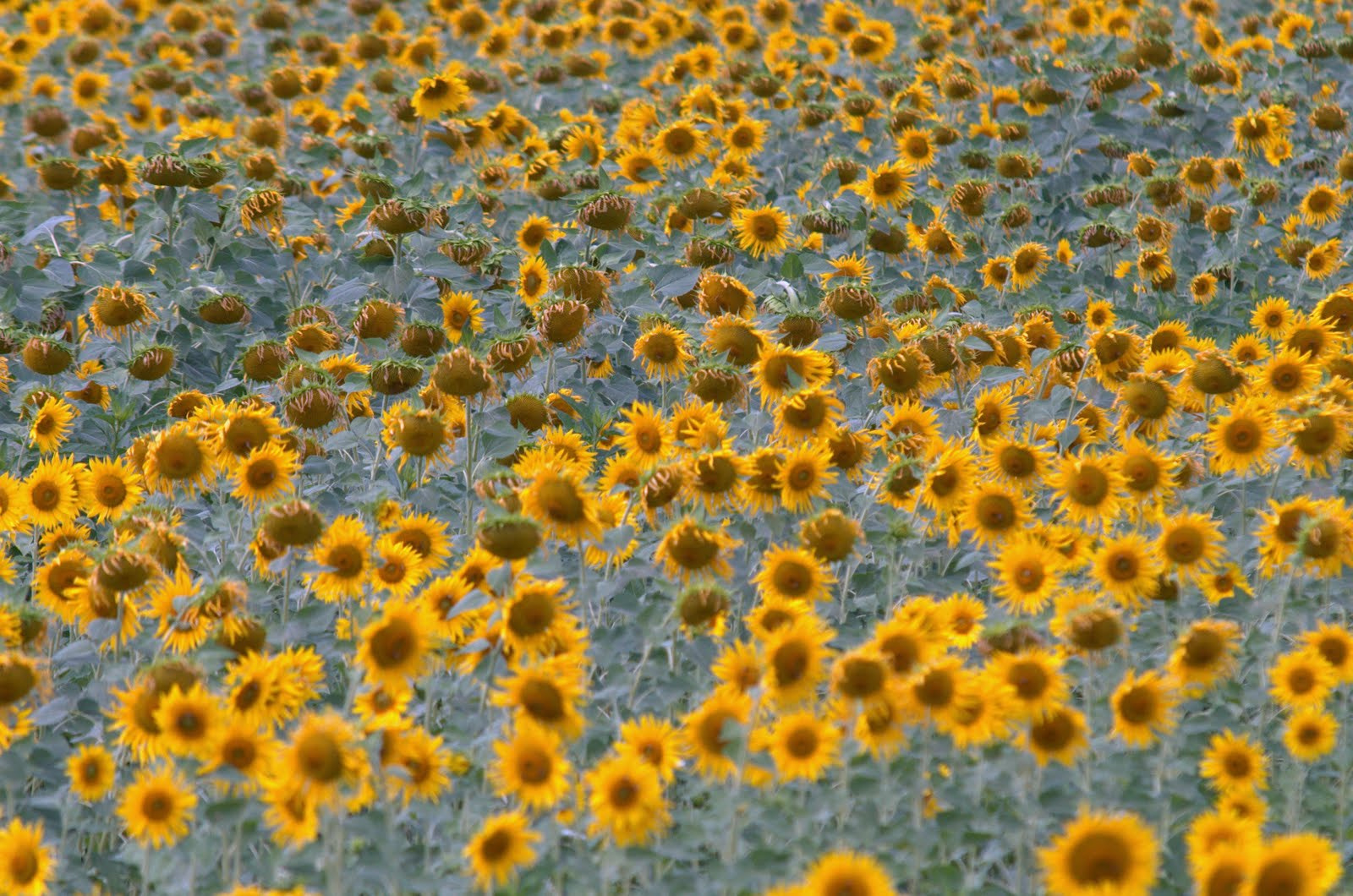 Sigma 70-200mm F2.8 EX DG Macro HSM II sample photo. Nef photography