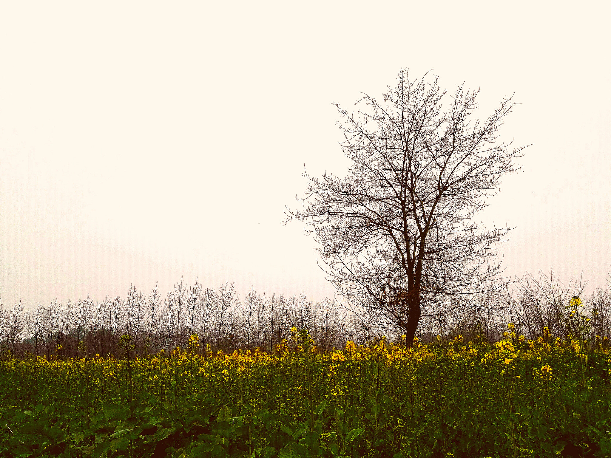 HUAWEI DAV sample photo
