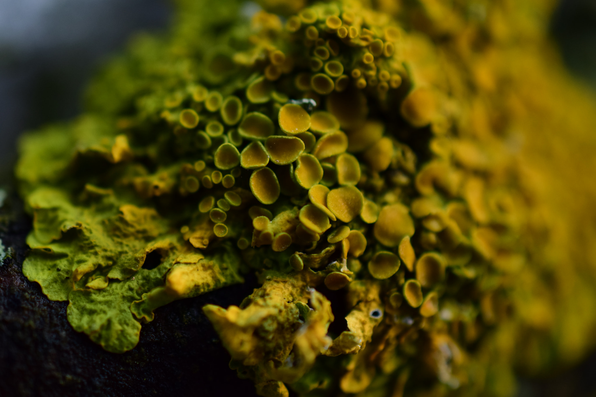 Nikon AF-S DX Micro Nikkor 40mm F2.8 sample photo. The nature on a stick photography