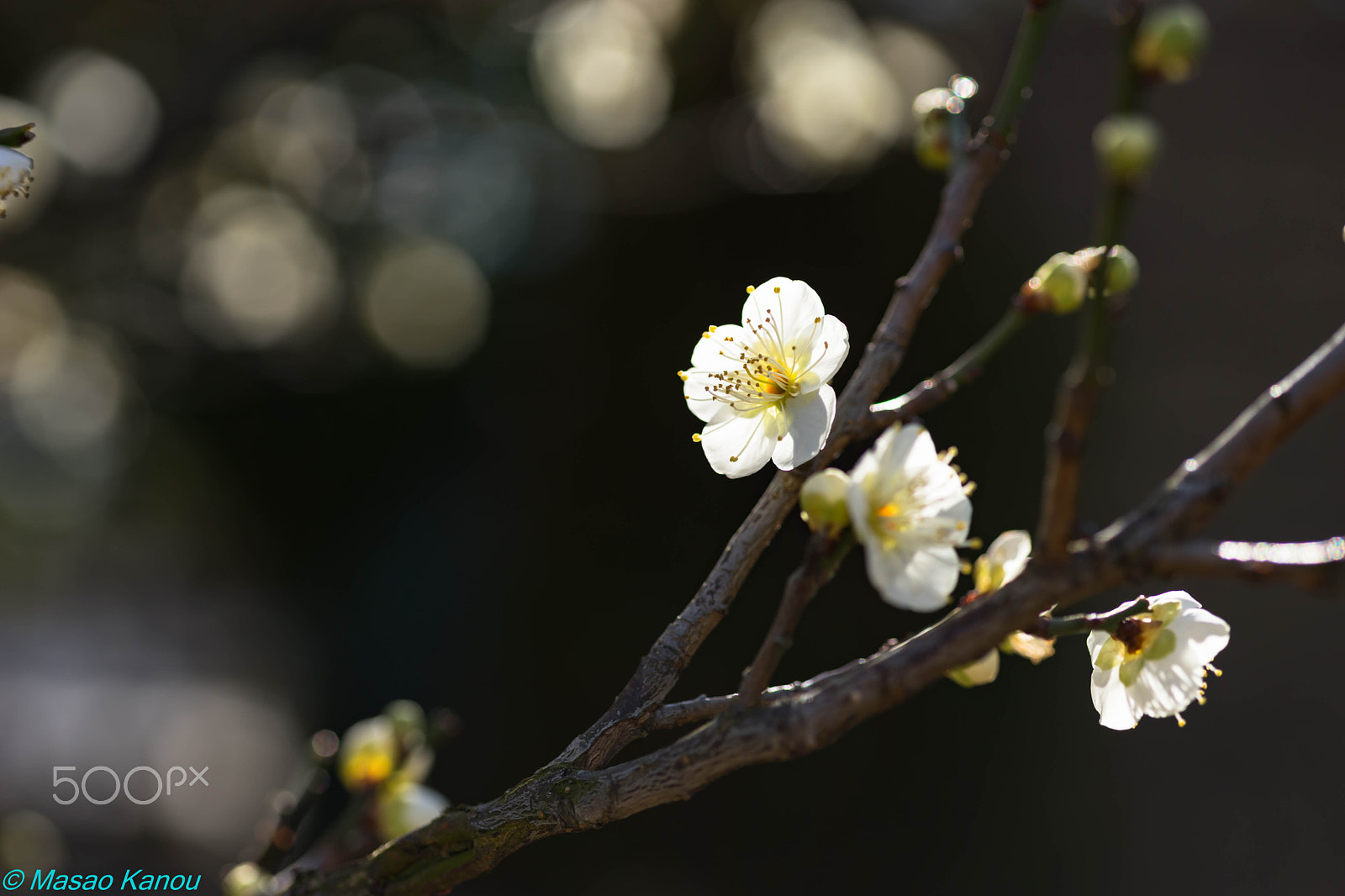 Sony a7 II + Sigma 70mm F2.8 EX DG Macro sample photo. White plum photography