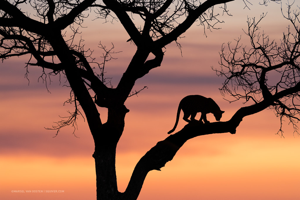The Way of the Leopard by Marsel van Oosten on 500px.com