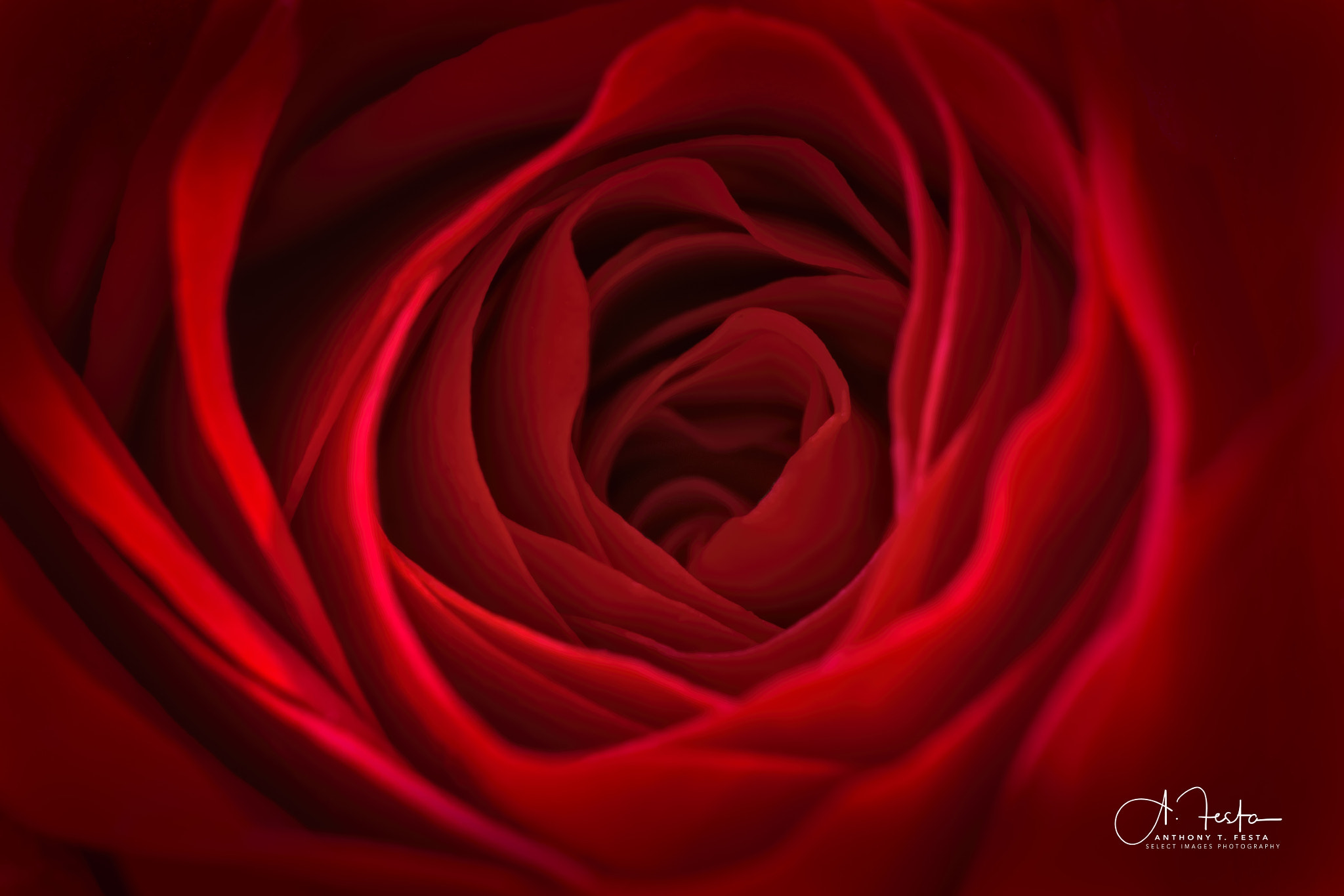 Canon MP-E 65mm F2.5 1-5x Macro Photo sample photo. Inner beauty photography