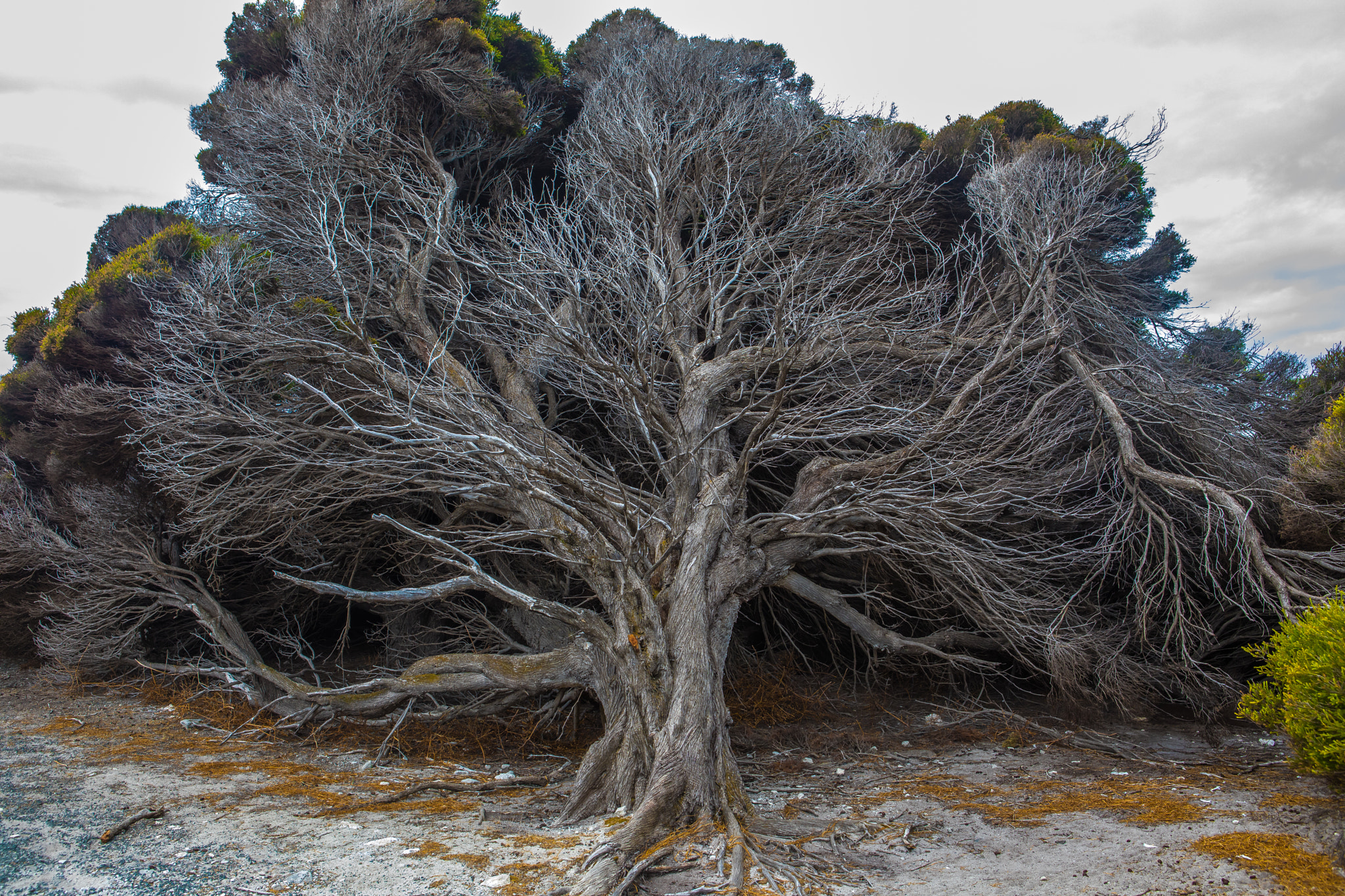 Canon EF 24-70mm F2.8L USM sample photo. Formed by the wind photography